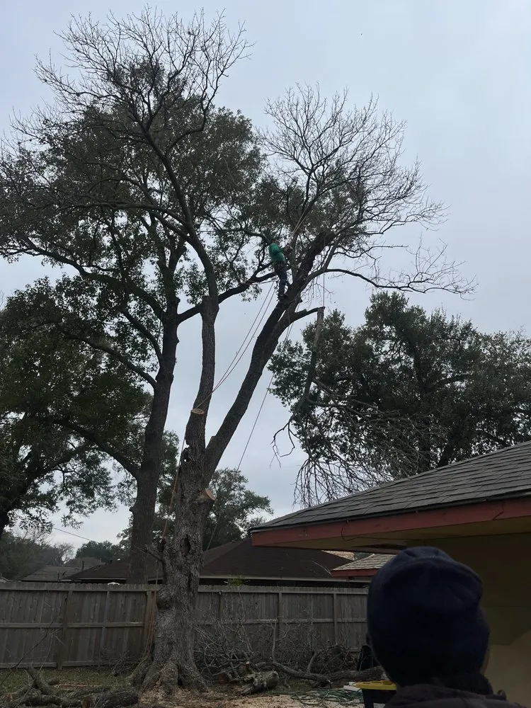 Affordable landscape design in Houston, TX by Roger Services