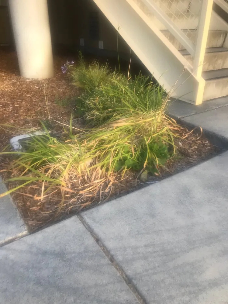 Trusted lawn care service in Kelseyville, CA - Roger Wheeler Landscaping