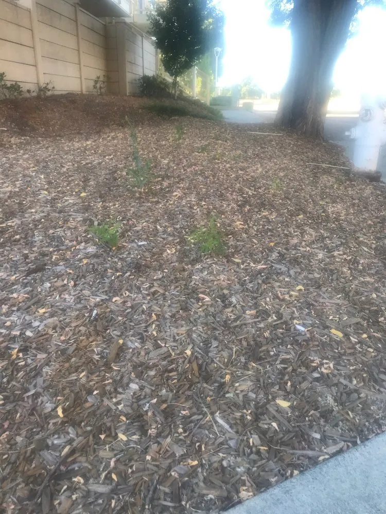 Local lawn care service in Kelseyville, CA by Roger Wheeler Landscaping