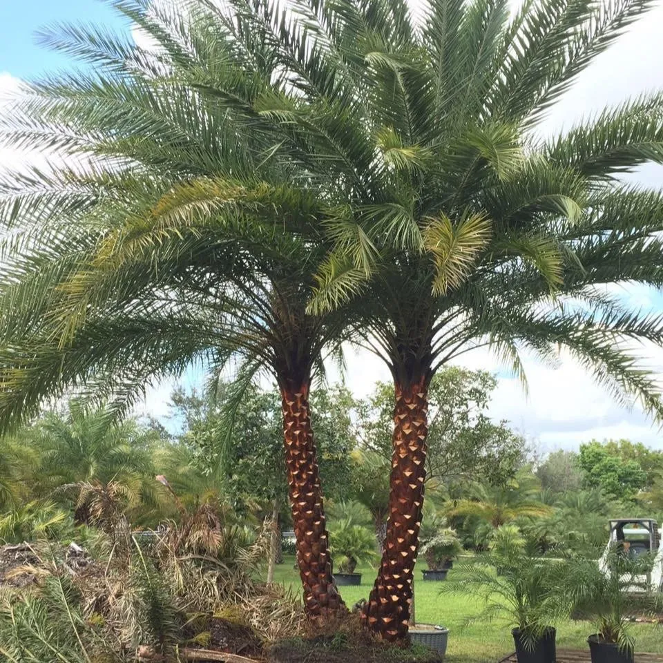 Reliable garden landscaping in Davie, FL by Rogers Landscape