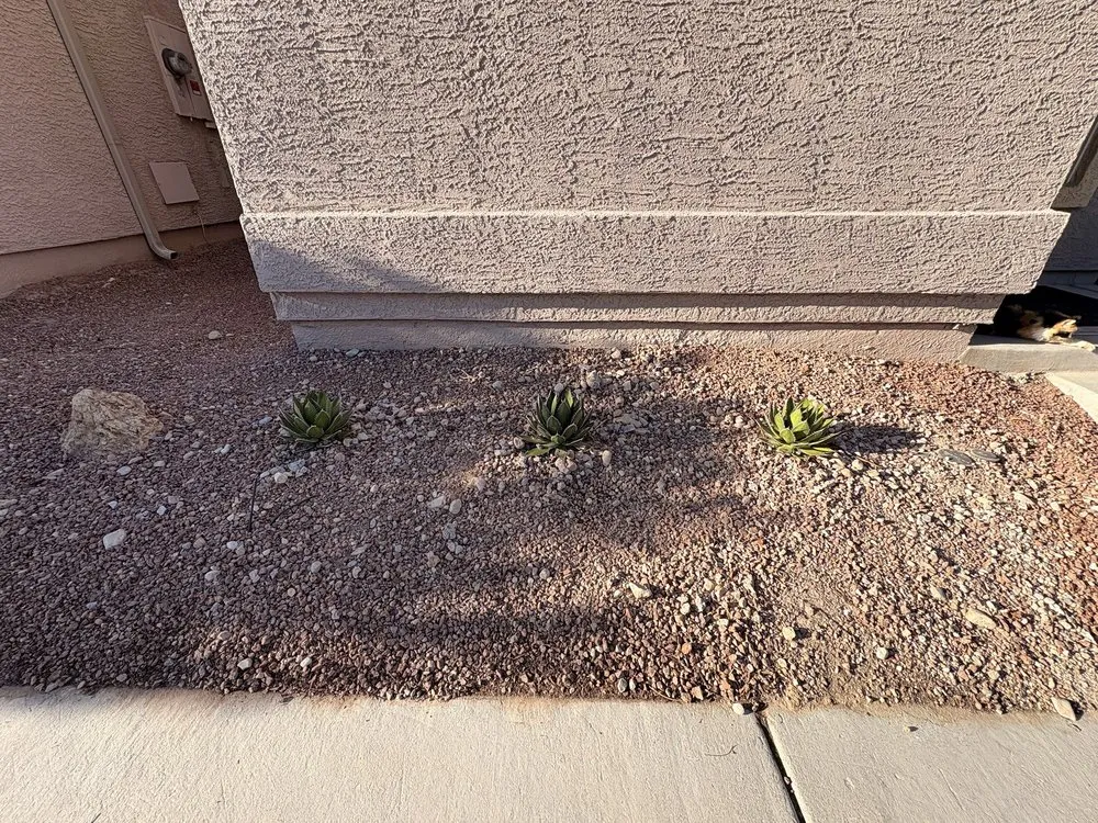 Expert lawn care service in North Las Vegas, NV by Roger's Landscaping