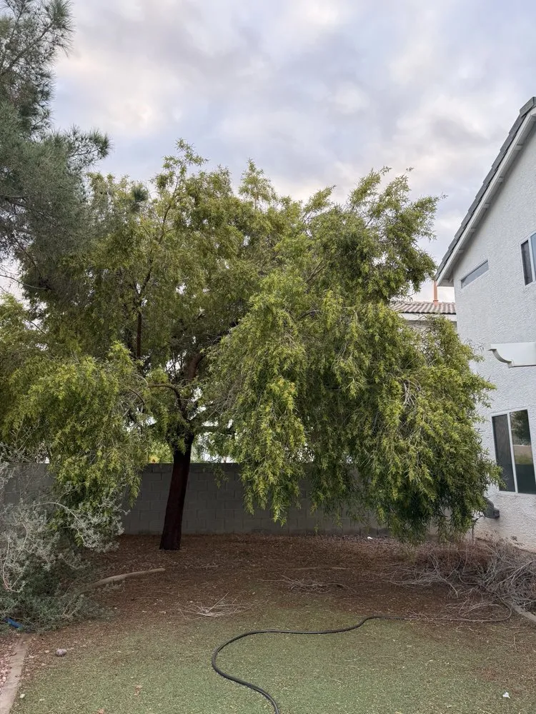 Trusted yard cleanup service in North Las Vegas, NV by Roger's Landscaping