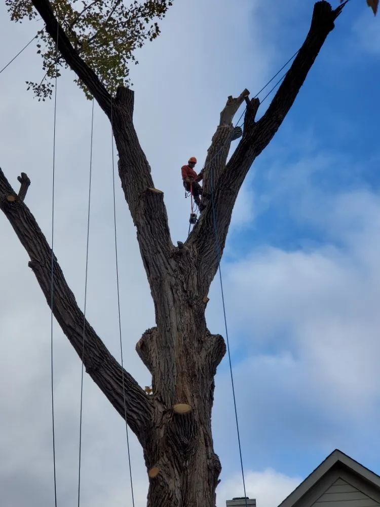 Reliable outdoor landscaping for year-round maintenance across Carmel, IN - Rogers Tree Service & Landscaping