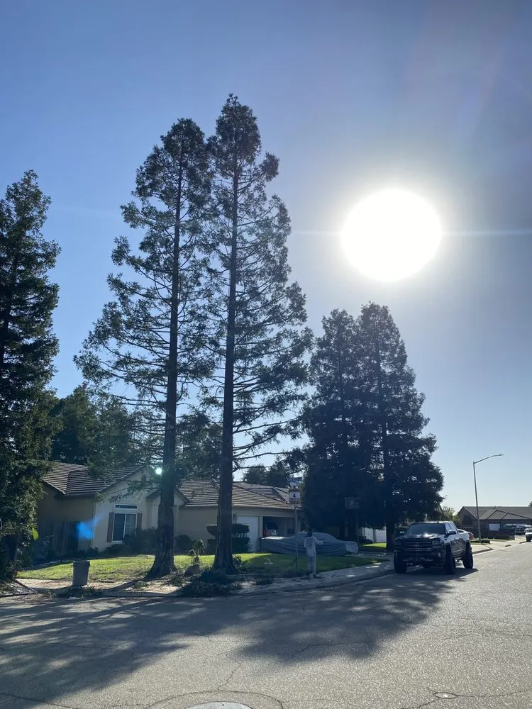 Expert landscape design in Kingsburg, CA - Rogers Tree Service