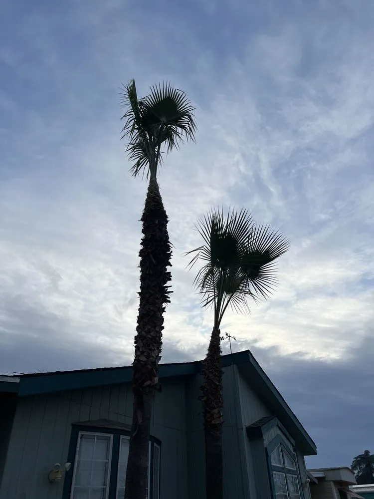 Top-rated landscape design in Kingsburg, CA - Rogers Tree Service