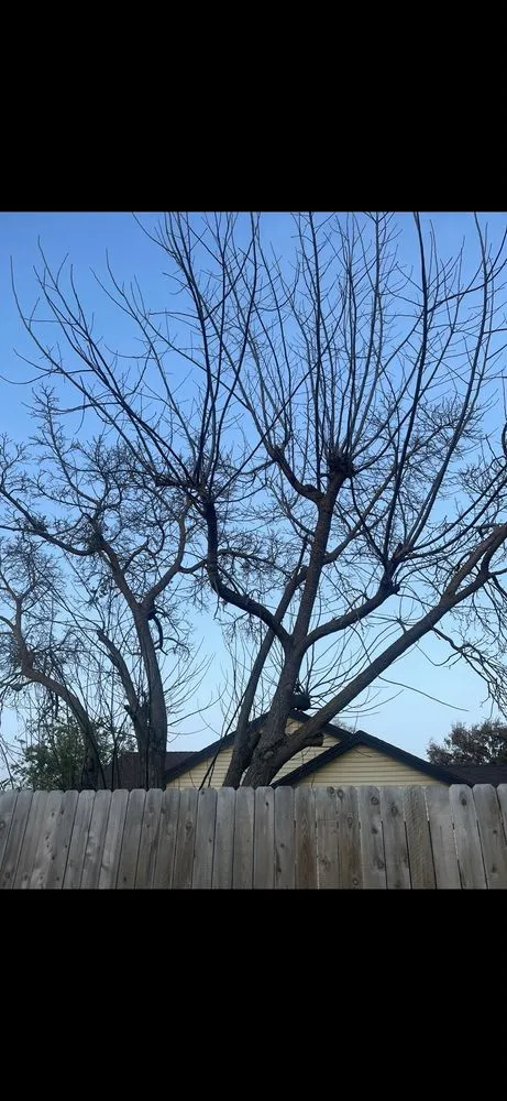 Custom yard maintenance for beautiful yards in Kingsburg, CA by Rogers Tree Service