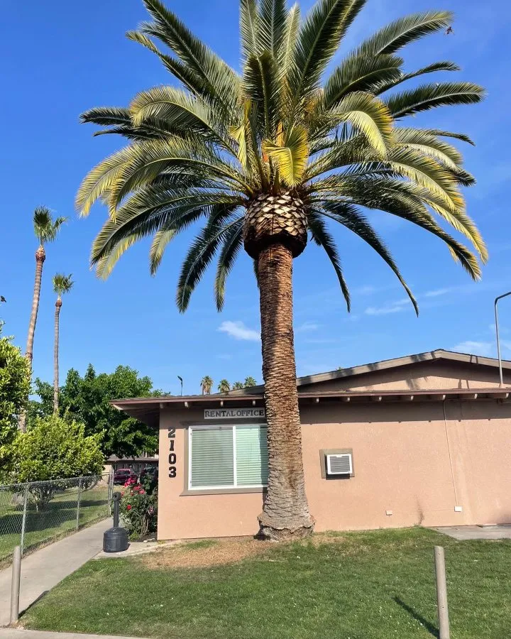 Reliable yard maintenance for beautiful yards in Kingsburg, CA by Rogers Tree Service