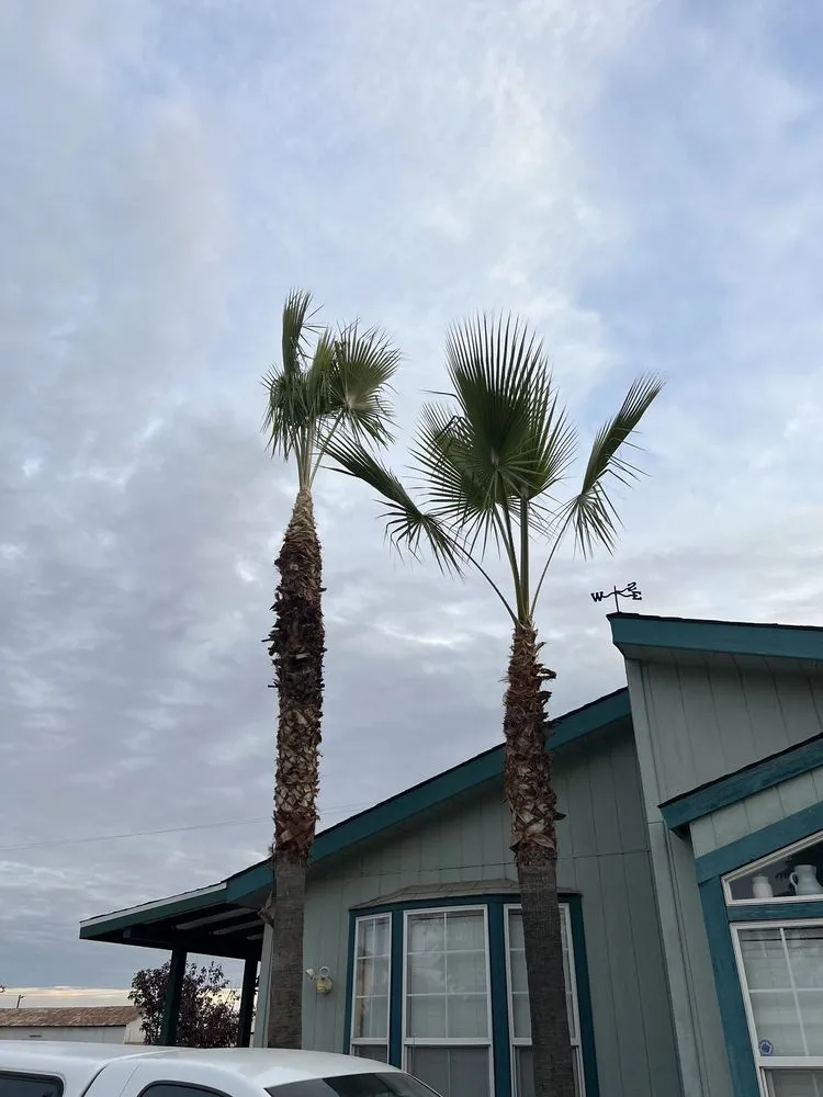 Expert landscape design with custom design in Kingsburg, CA by Rogers Tree Service