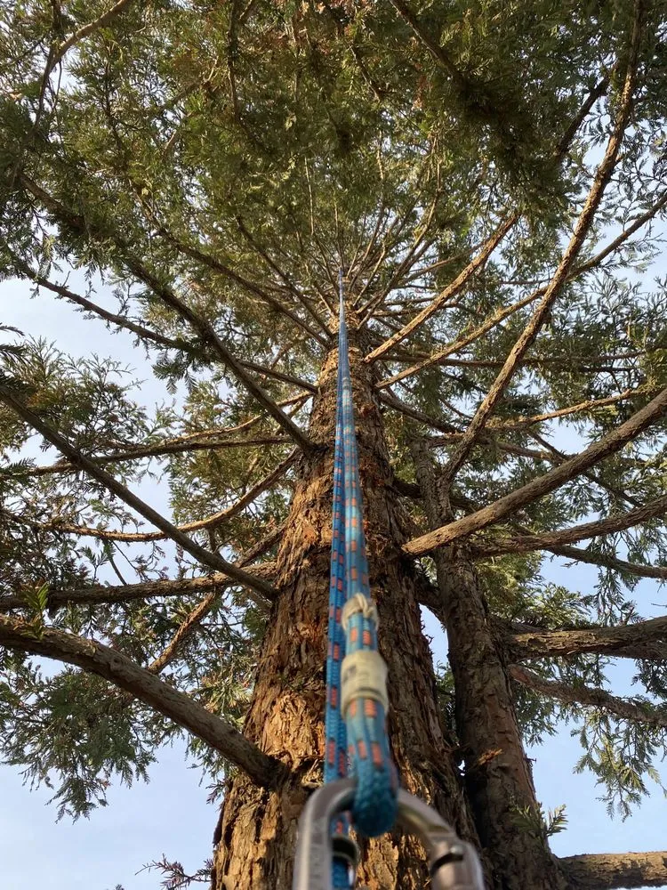 Professional landscaping services for residential properties across Kingsburg, CA - Rogers Tree Service