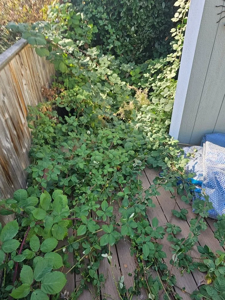 Custom landscape installation in Grants Pass, OR by Rogue Apple Junk Removal & More