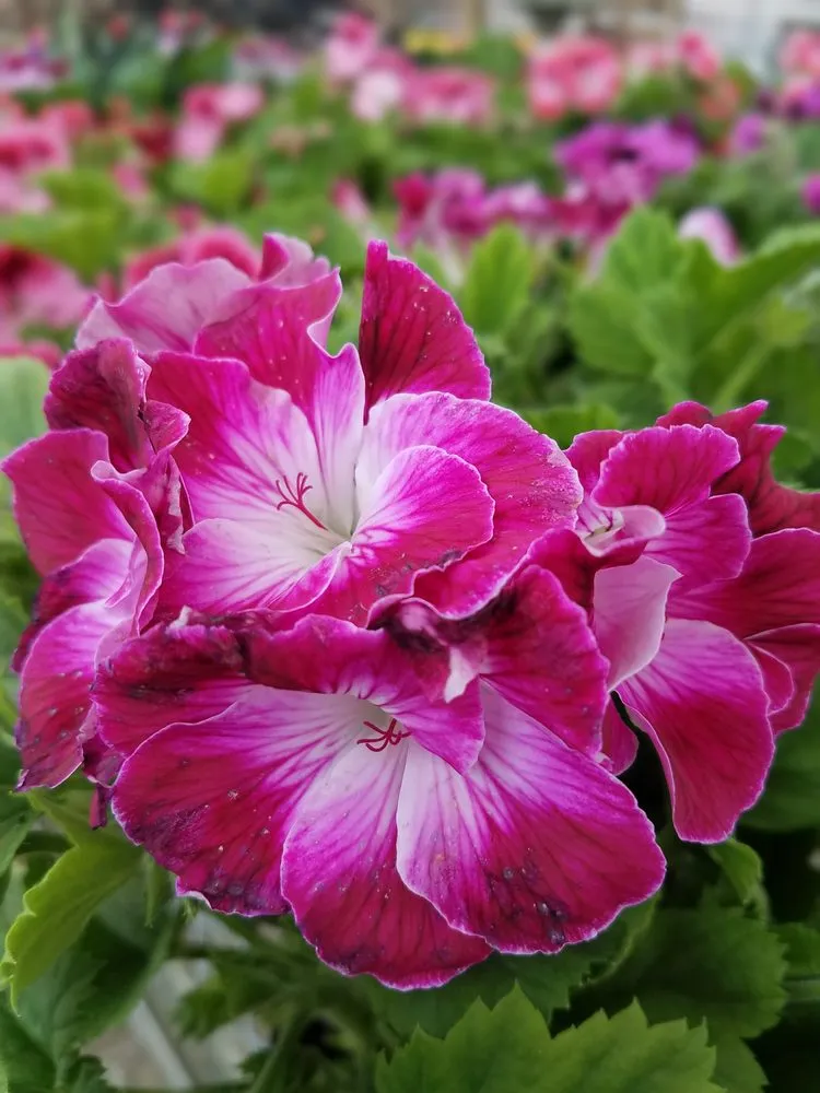 Local yard maintenance experts serving Massillon, OH - Rohr & Sons Nursery