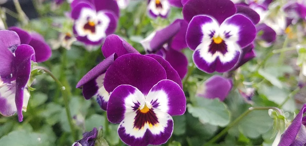 Reliable garden landscaping in Massillon, OH - Rohr & Sons Nursery