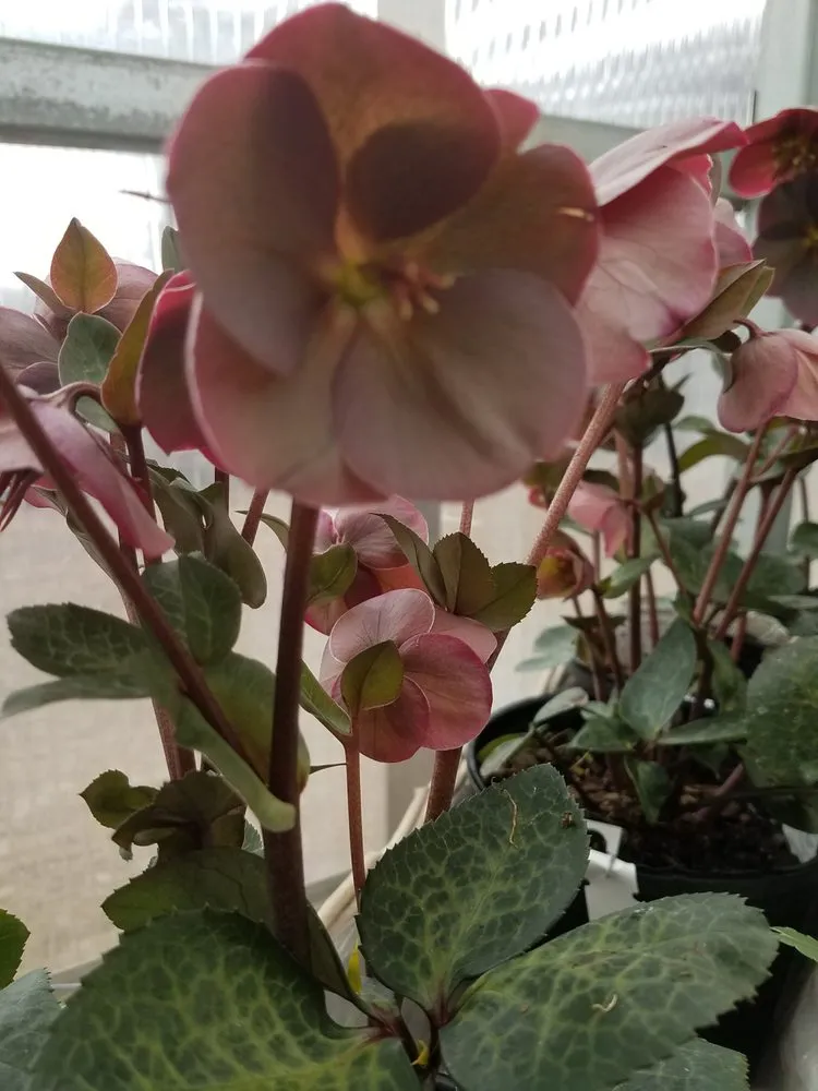 Affordable lawn mowing service for outdoor upgrades across Massillon, OH - Rohr & Sons Nursery