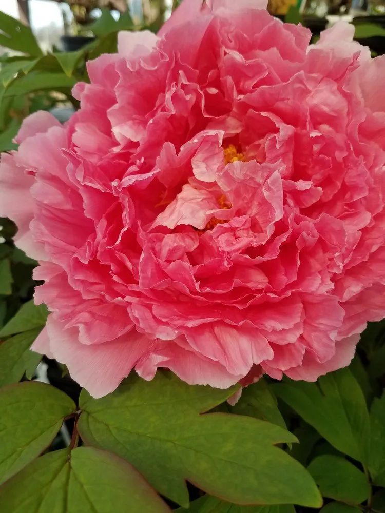 Affordable lawn mowing service in Massillon, OH - Rohr & Sons Nursery