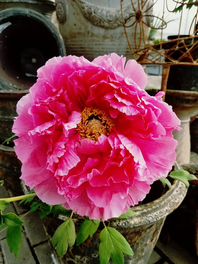 Trusted landscaping services experts serving Massillon, OH - Rohr & Sons Nursery