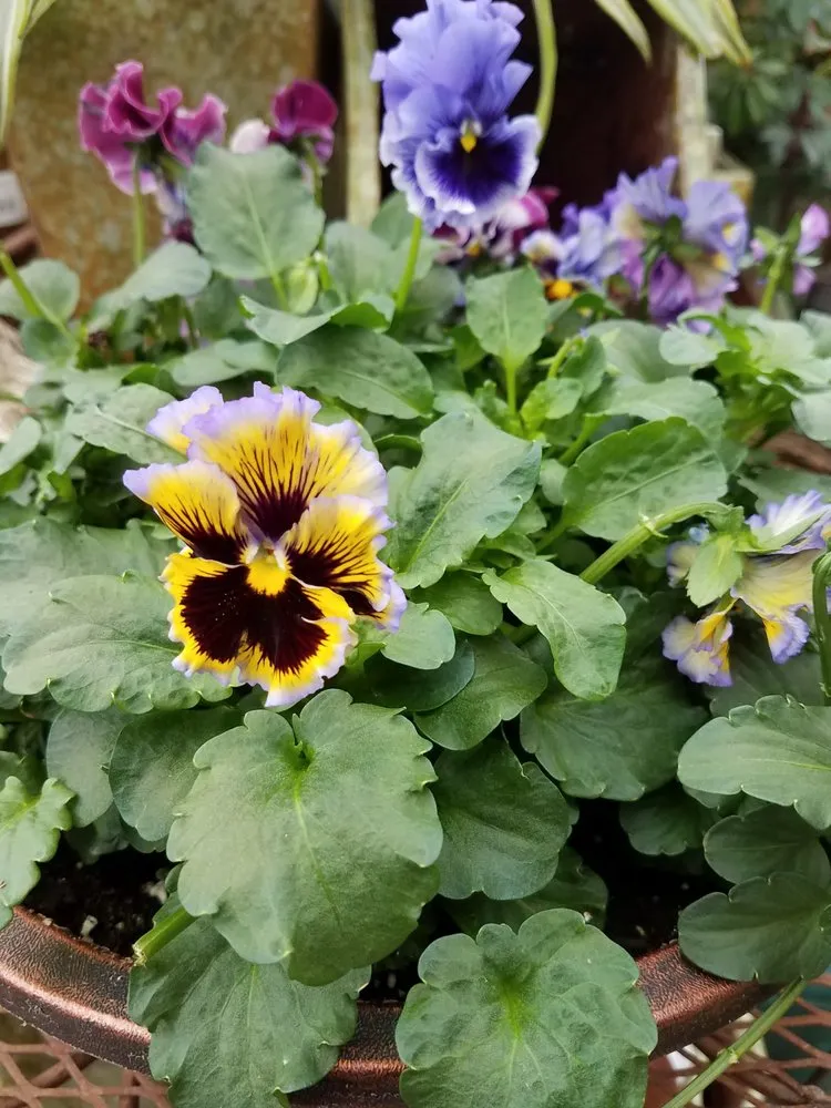 Affordable lawn care service near you across Massillon, OH - Rohr & Sons Nursery