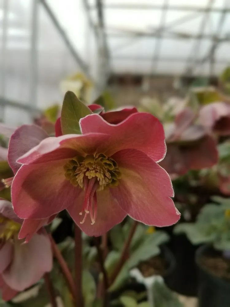 Top-rated landscaping services for homes across Massillon, OH - Rohr & Sons Nursery