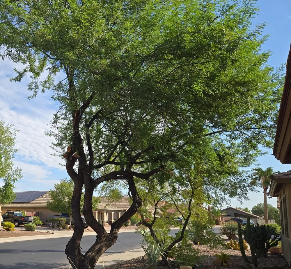 Reliable yard maintenance for year-round maintenance across Phoenix, AZ - Rohrs Landscaping Of Arizona