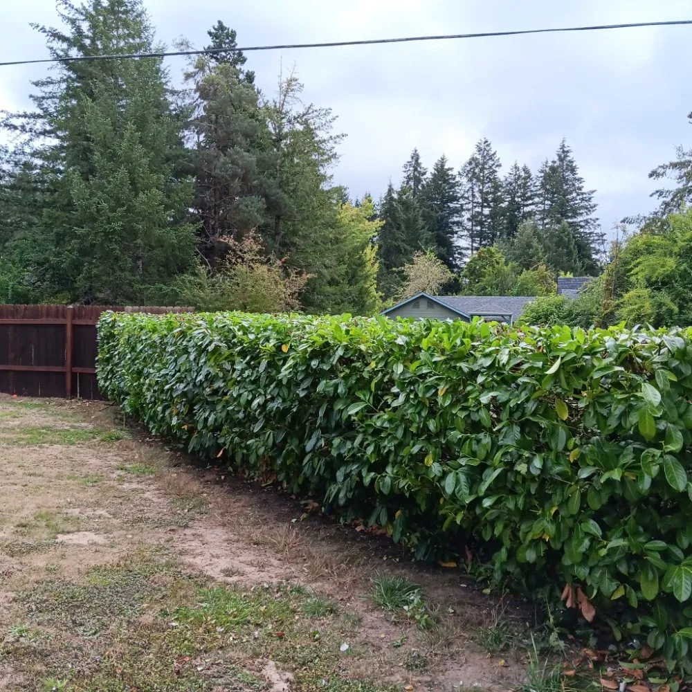 Expert lawn care service in Springfield, OR by Rojas Complete Garden Solutions