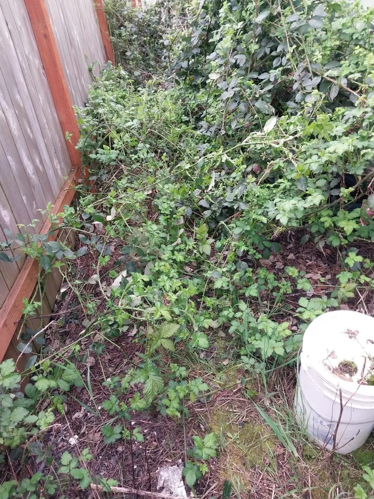 Custom residential landscaping experts serving Springfield, OR - Rojas Complete Garden Solutions