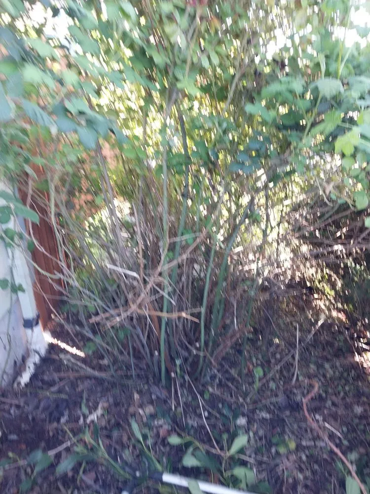 Local lawn care service for beautiful yards in Springfield, OR by Rojas Complete Garden Solutions