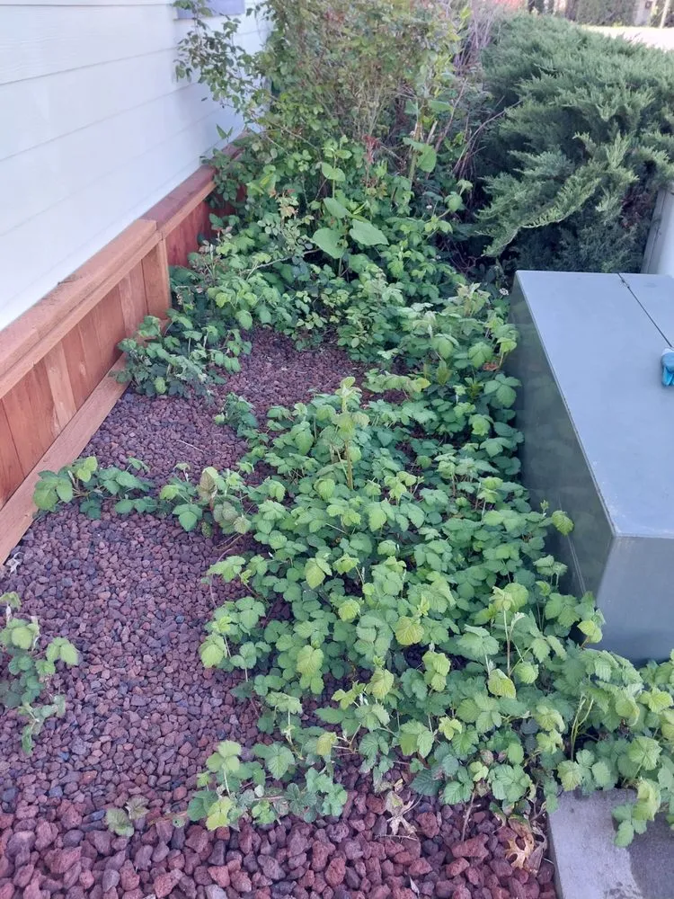 Expert landscape design in Springfield, OR by Rojas Complete Garden Solutions