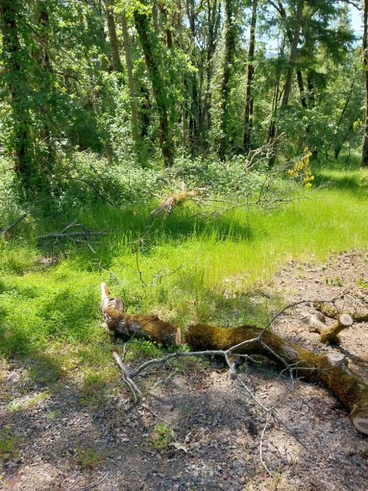 Affordable landscaping services in Springfield, OR - Rojas Complete Garden Solutions