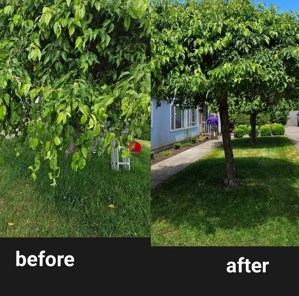 Top-rated landscape design in Springfield, OR - Rojas Complete Garden Solutions