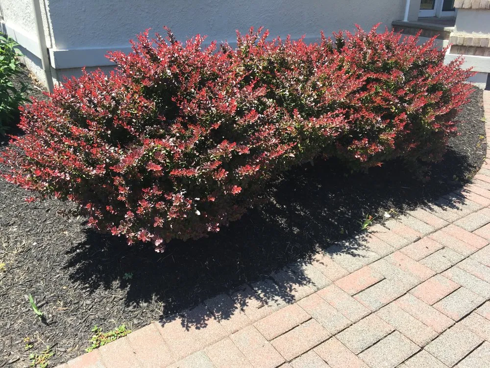 Expert yard cleanup service for year-round maintenance across Summit, NJ - Rojas Construction and Landscaping