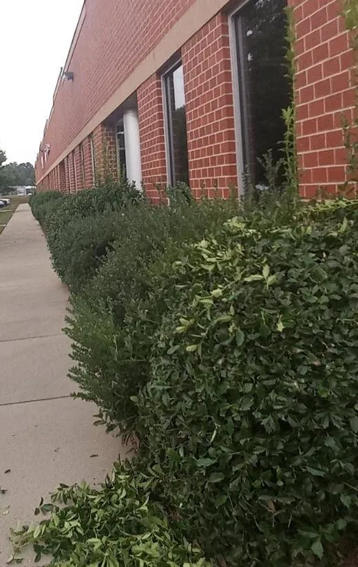 Local yard maintenance in Mooresville, NC by Rojas Family Landscaping