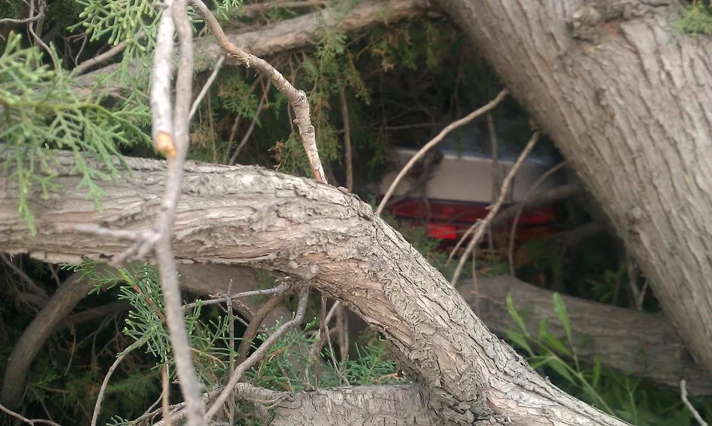 Expert garden landscaping in San Dimas, CA by Rojas Gardening Services