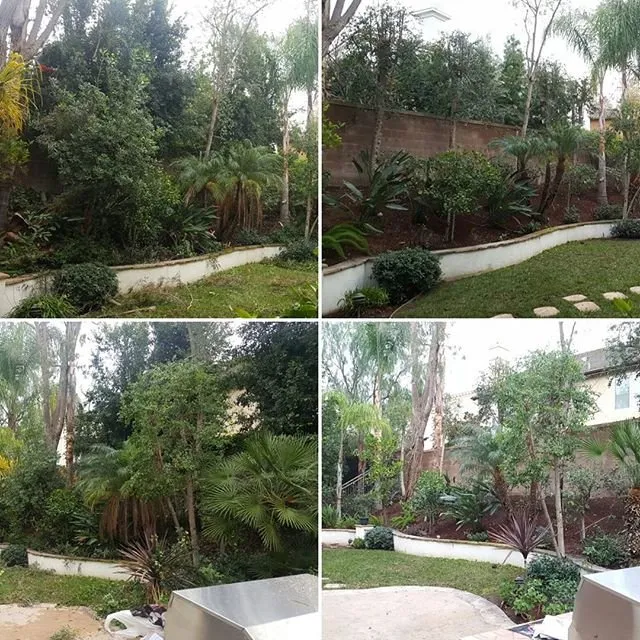 Trusted yard maintenance in Garden Grove, CA - Rojas Landscape & Maintenance