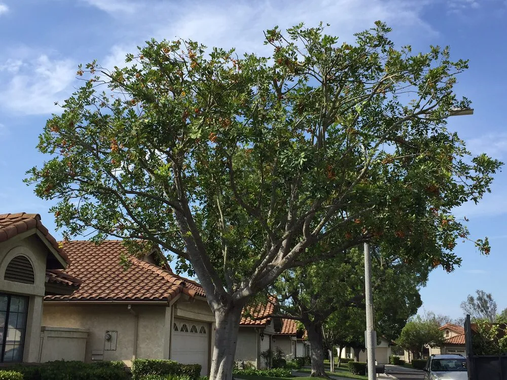 Professional garden landscaping for year-round maintenance in Vista, CA by Rojas Landscape Construction