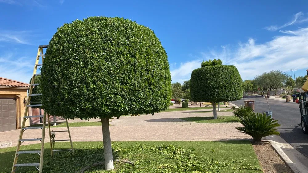 Local lawn mowing service in Phoenix, AZ by Rojas Landscaping