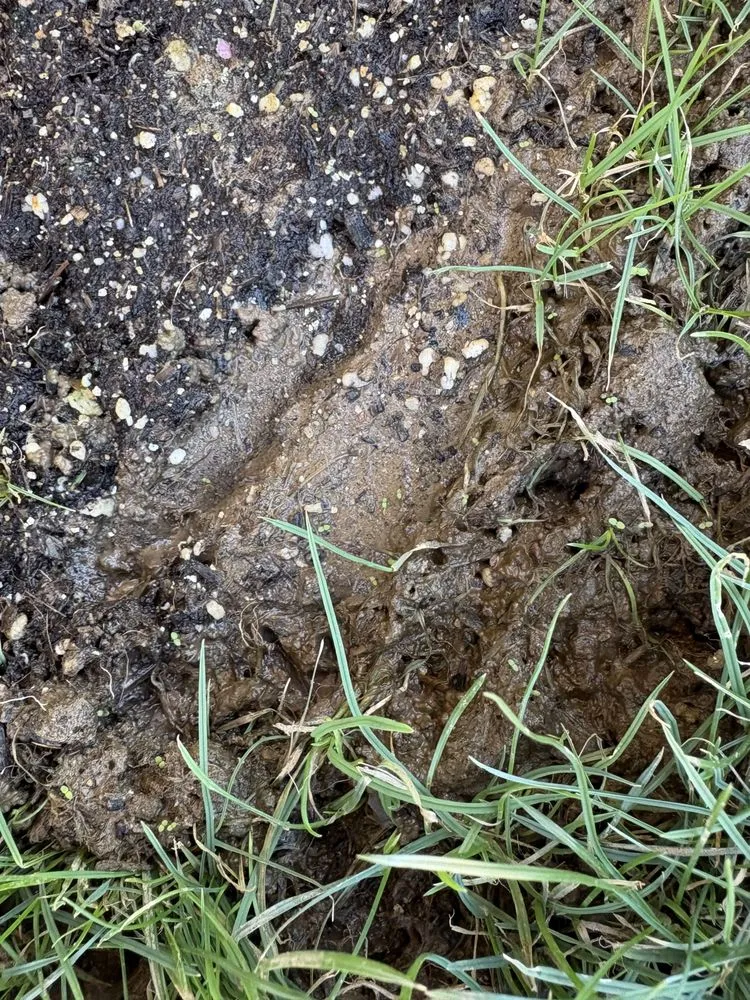 Reliable landscape design with custom design across Phoenix, AZ - Rojas Landscaping