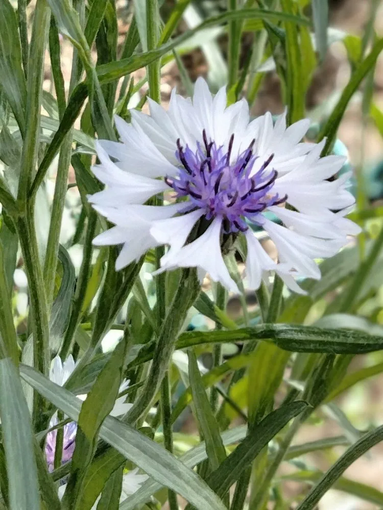 Reliable landscaping services for homes in Sheridan, CO by Roke’Aker Garden n Lawn Service