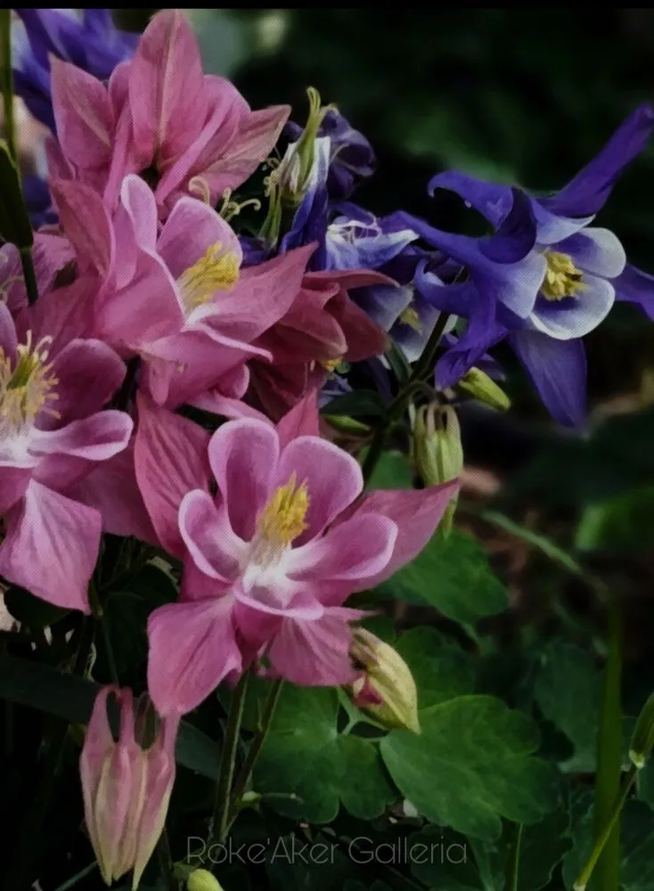 Affordable landscaping services for outdoor upgrades in Sheridan, CO by Roke’Aker Garden n Lawn Service