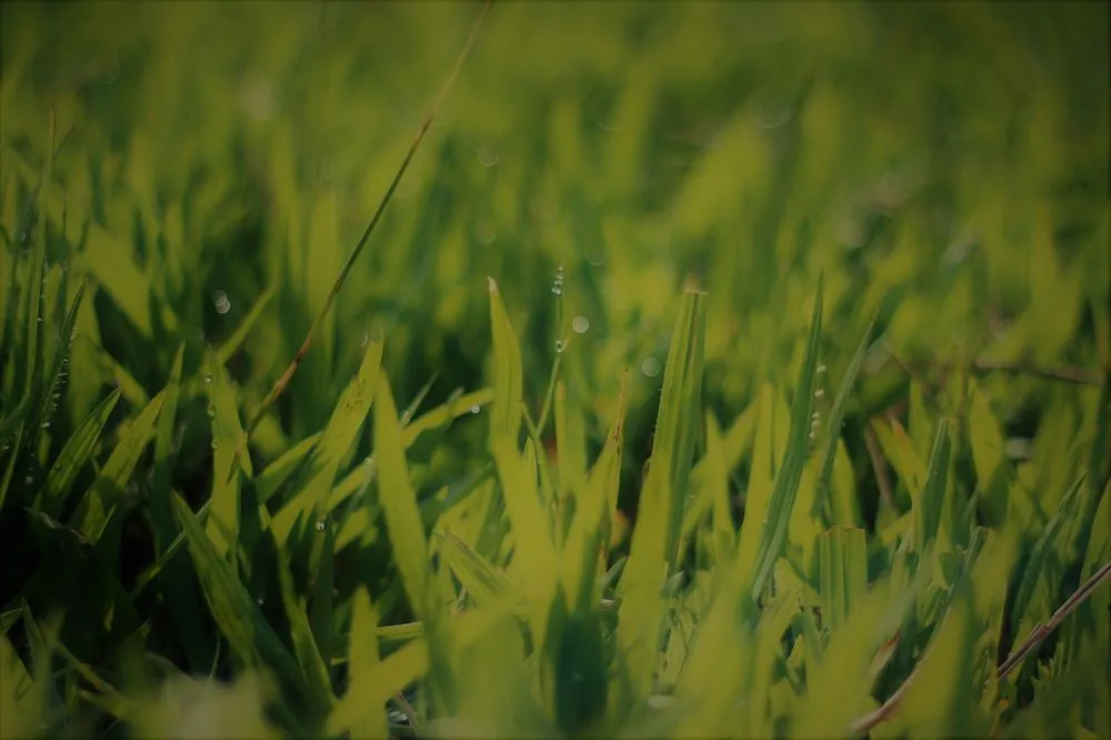 Top-rated lawn care service for residential properties in Coatesville, IN by Roland Outdoor Services