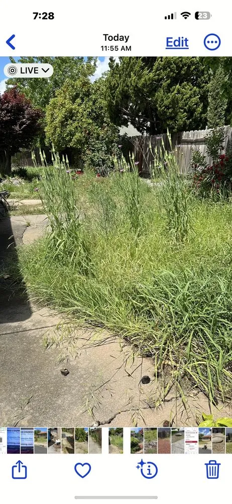 Top-rated yard cleanup service in Fairfield, CA - Rolando Bay Area