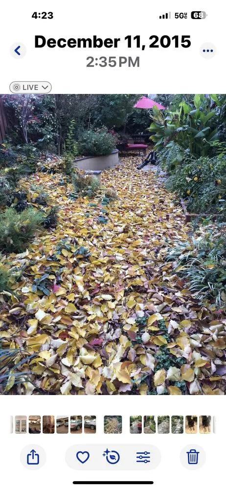 Top-rated yard maintenance in Fairfield, CA - Rolando Bay Area