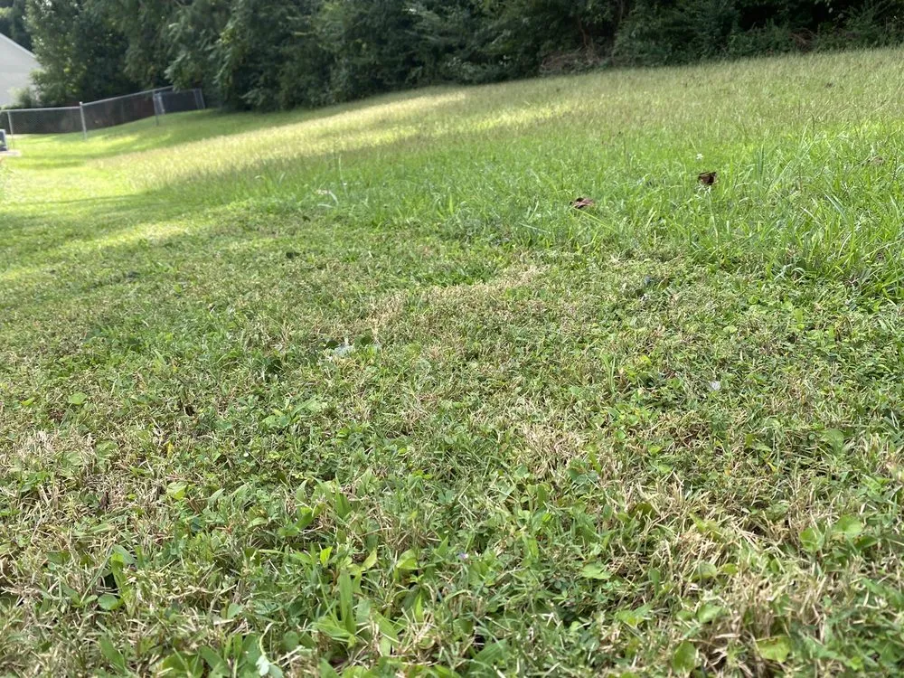 Affordable landscaping services for beautiful yards across Ellenwood, GA - Rolando’s Landscaping