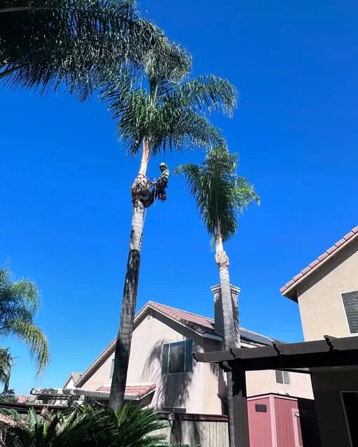 Expert landscape installation experts serving Hemet, CA - Rolando’s Landscaping