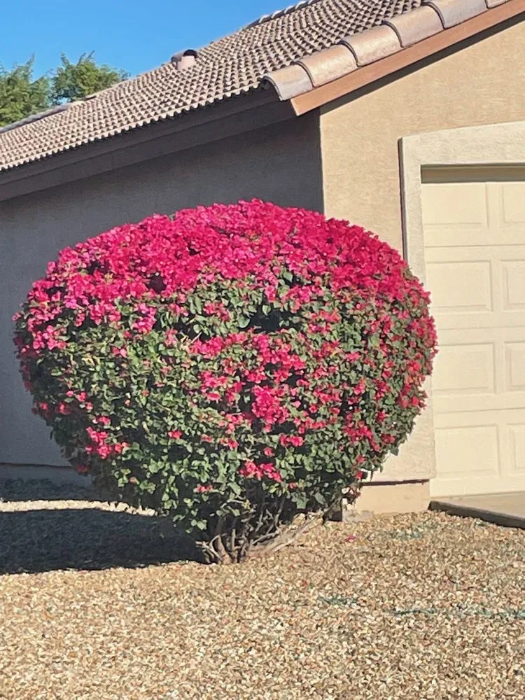 Trusted yard cleanup service for beautiful yards in Phoenix, AZ by Rolando's Landscaping