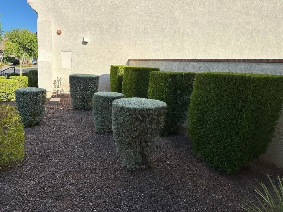 Trusted landscaping services in Phoenix, AZ by Rolando's Landscaping