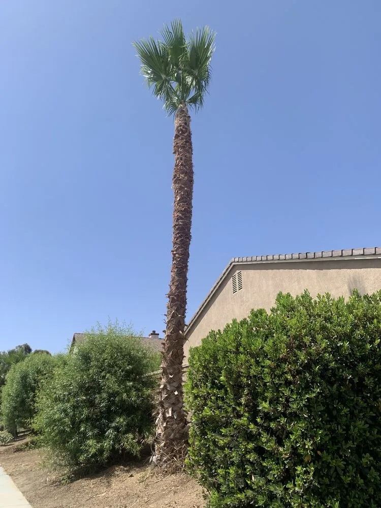 Affordable lawn care service experts serving Hemet, CA - Rolando’s Tree Service