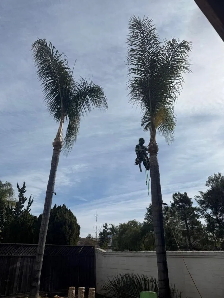 Affordable yard cleanup service with custom design in Hemet, CA by Rolando’s Tree Service