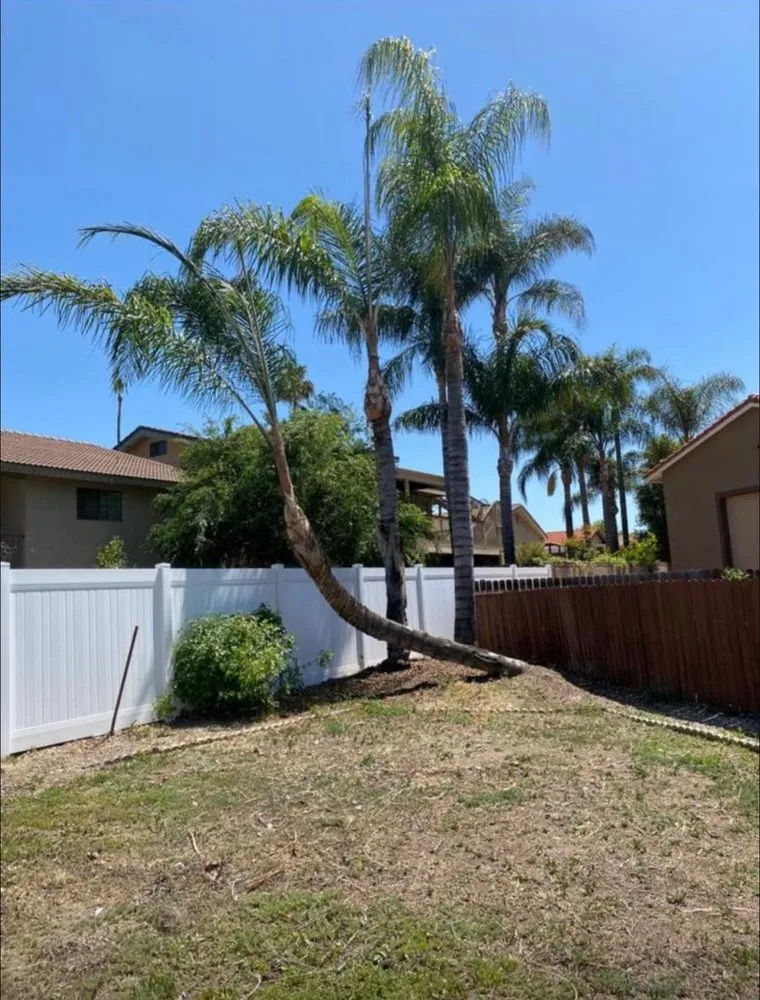 Reliable lawn care service experts serving Hemet, CA - Rolando’s Tree Service