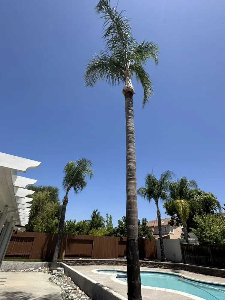 Local garden landscaping experts serving Hemet, CA - Rolando’s Tree Service