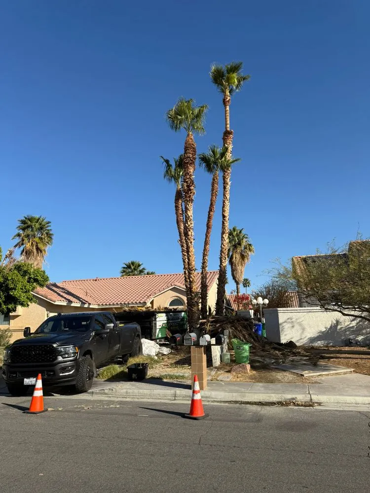 Affordable yard cleanup service in Hemet, CA by Rolando’s Tree Service