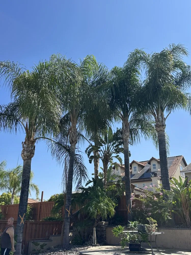 Expert landscape installation for year-round maintenance across Hemet, CA - Rolando’s Tree Service